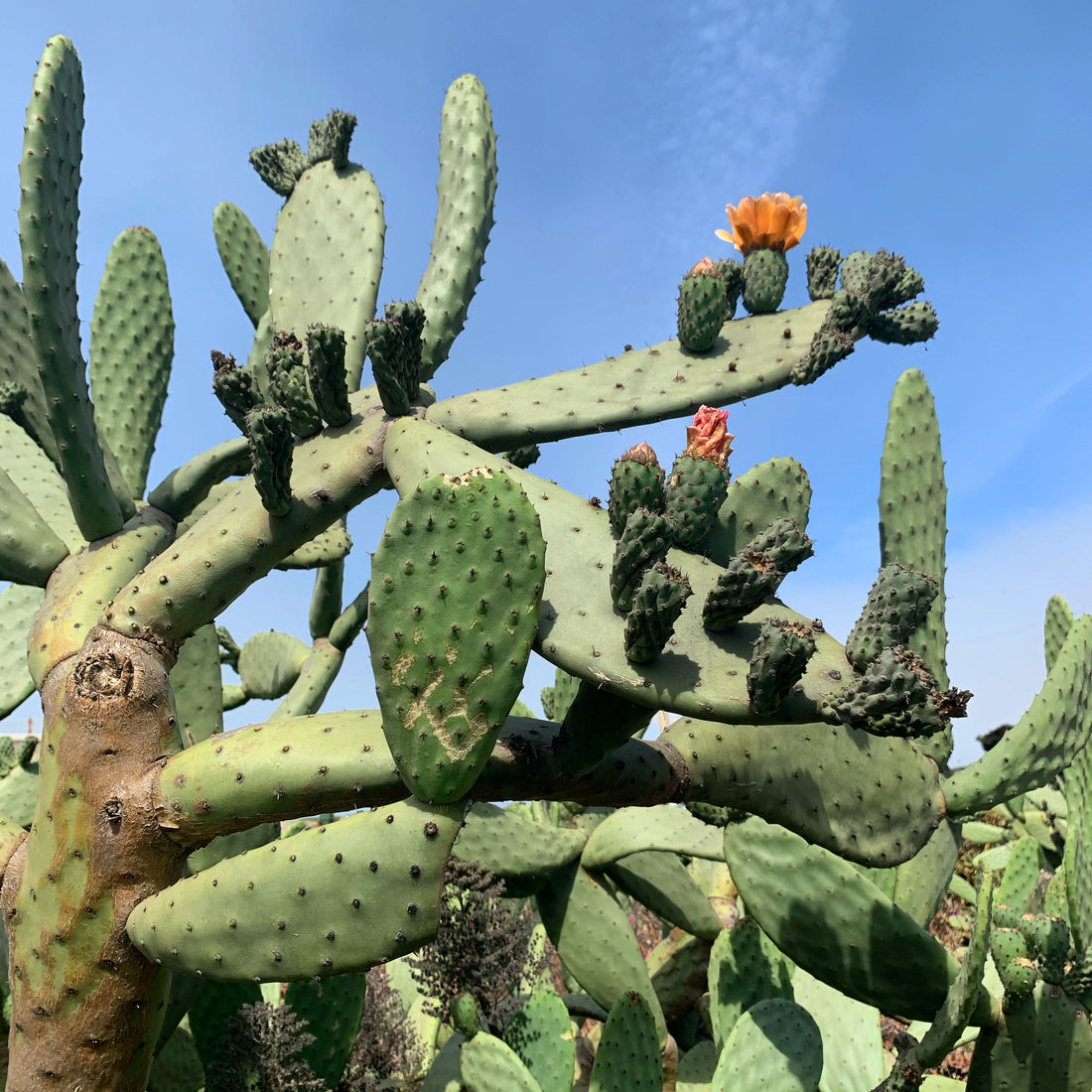 A large blooming prickly pear cactus and a blue sky